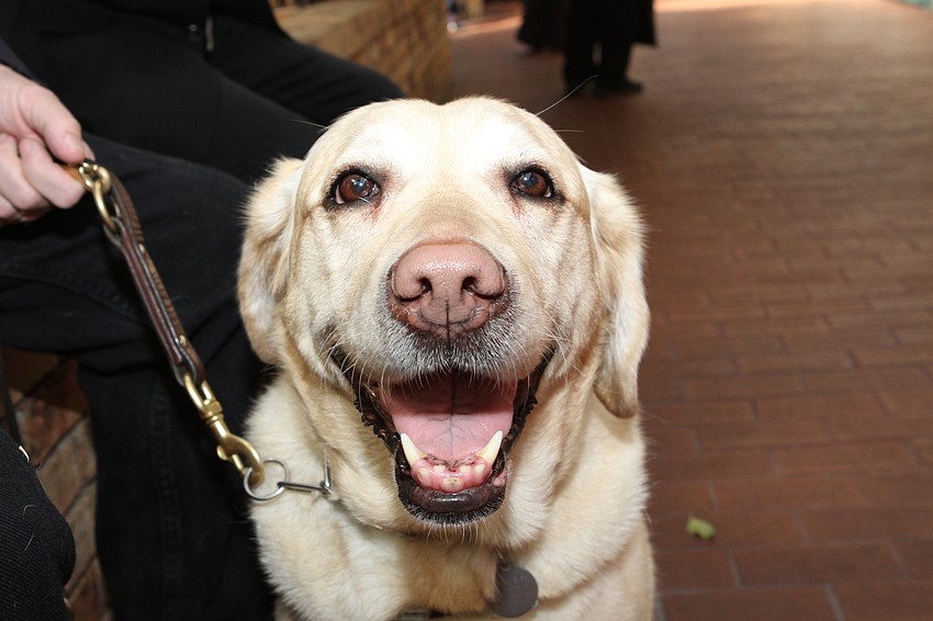 Caitlyn the yellow lab