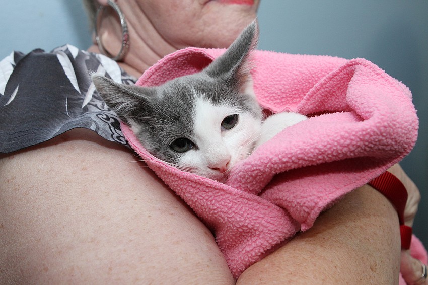 A number of adoptable kitties were at the function.