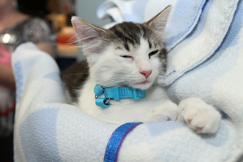 A number of adoptable kitties were at the function.