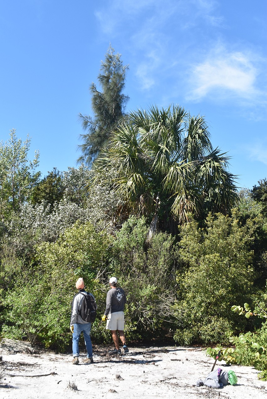 A massive Australian pine was eliminated.
