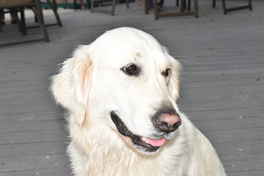 Charlie, a tennis center member's dog, serves as the 