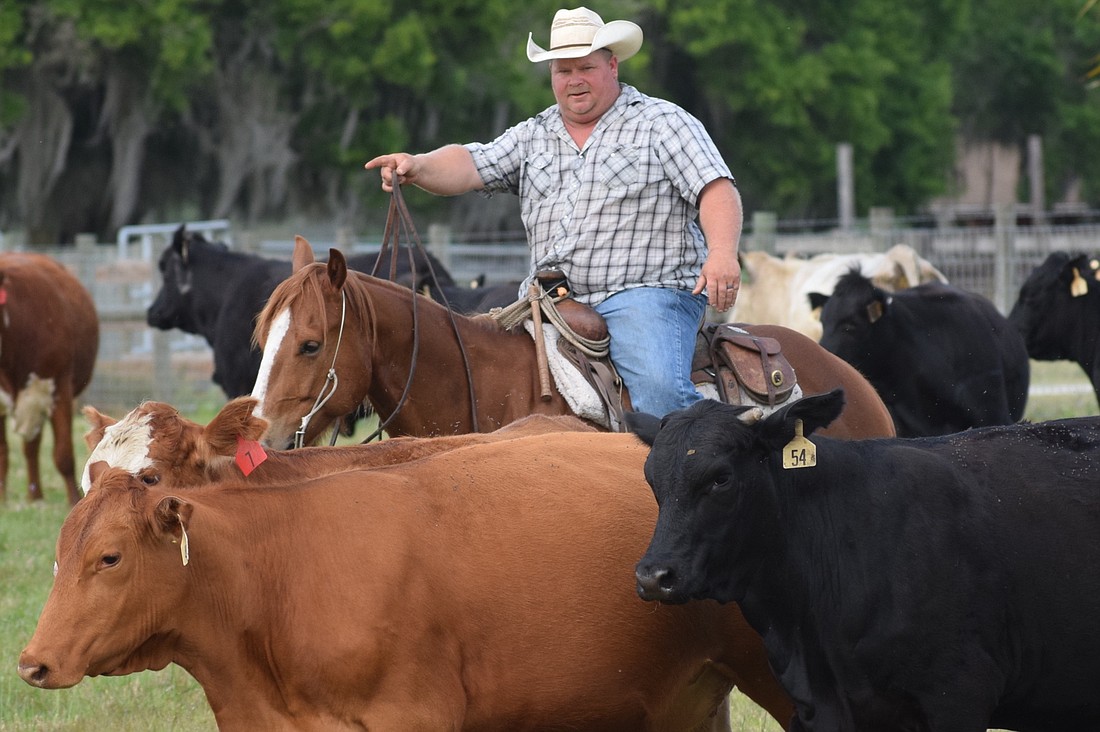 Brian Jones sorts cows to demonstrate a talent featured in the Ranch Rodeo.