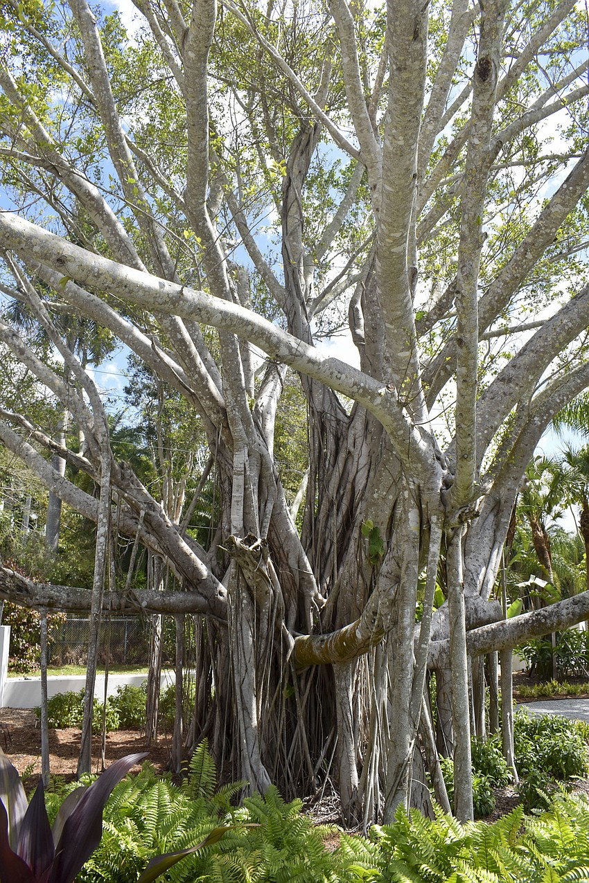 A banyan tree sat in the front yard of 3725 Indian Beach Place.