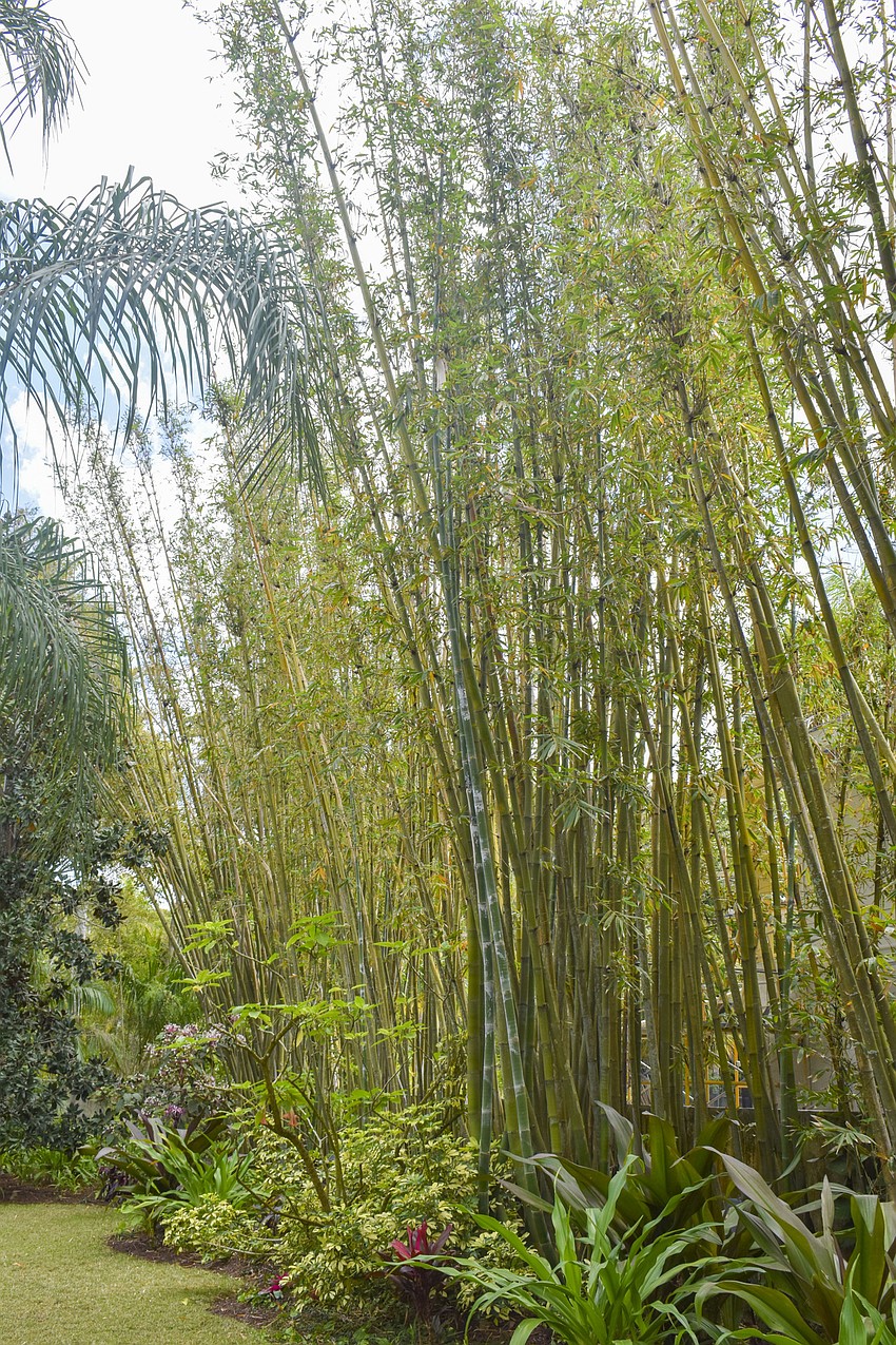 Bamboo lines the fence at 3731 Indian Beach Place.