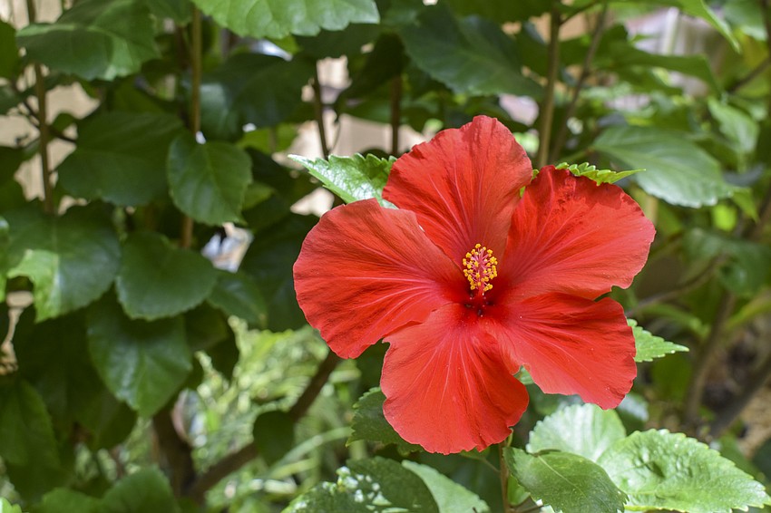 Hibiscus flowers line the walkway to the Florida-friendly landscape home.