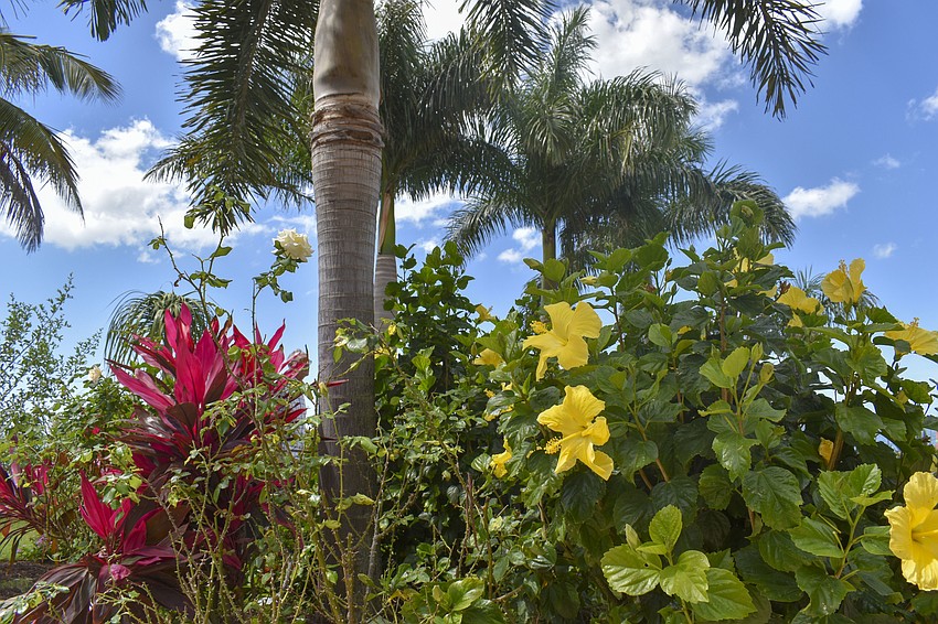 Bromeliads and yellow hibiscus flowers are in the backyard of one of the homes.
