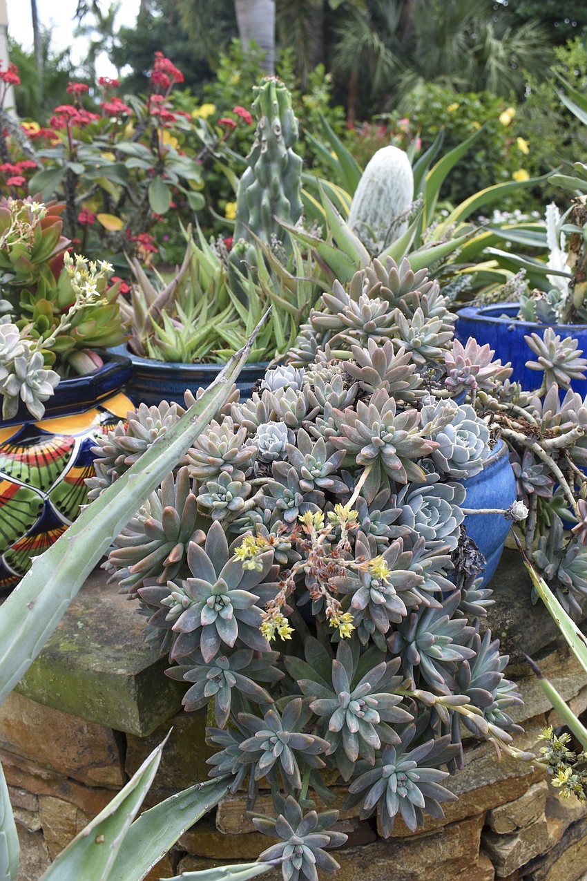A succulent table sat in the middle of the backyard at 3731 Indian Beach Place.
