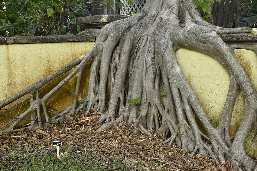 A strangler fig sits on the fence at 2704 Bayshore Road.