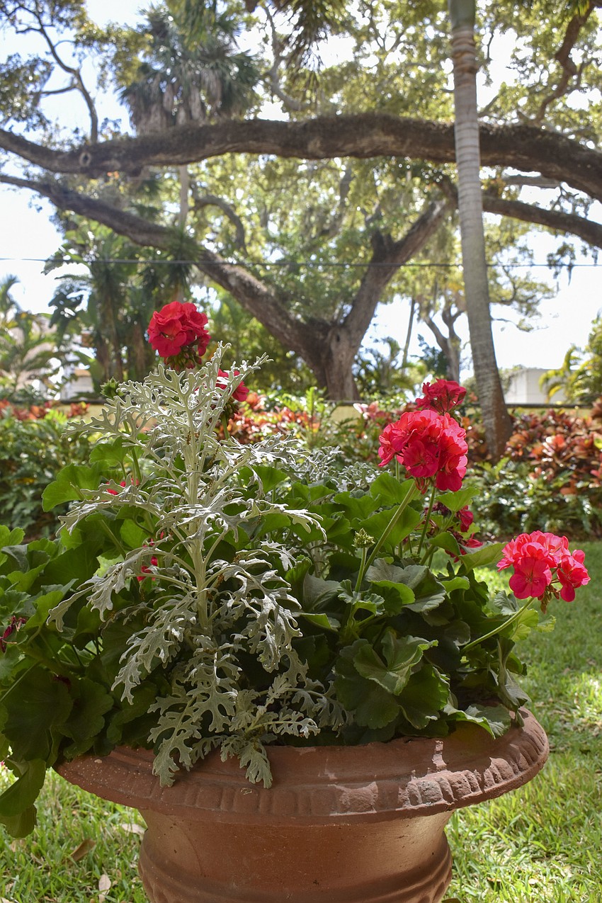 Malouf Abraham said he planted bougainvillea in pots on the side of his home.