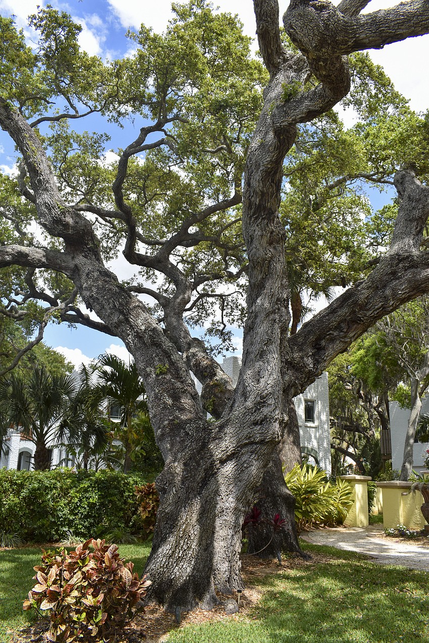 A 175-year-old oak tree is in the front yard of 2704 Bayshore Road.