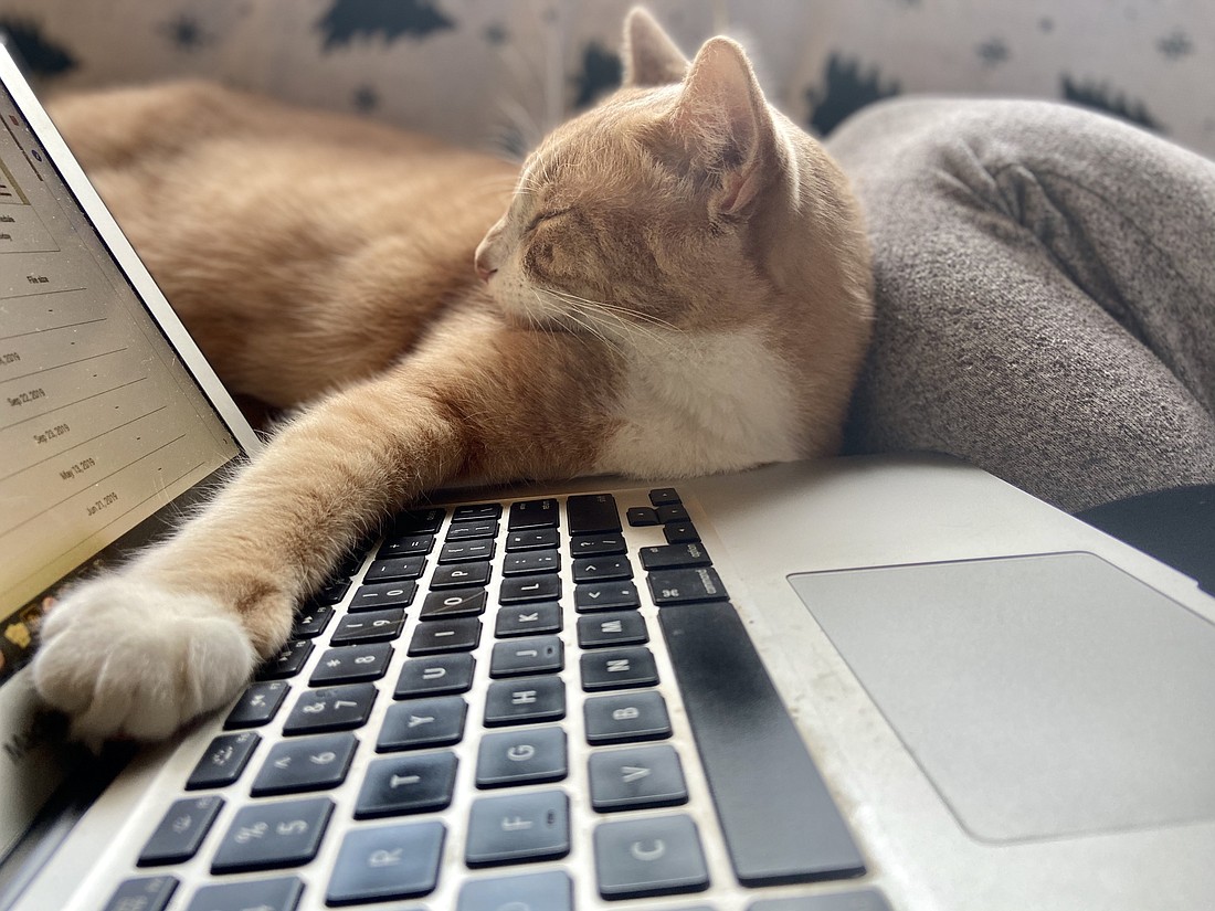 Pets have become colleagues many of those who are working from home.