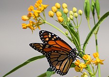 "Just when the caterpillar thought the world was ending, he turned into a butterfly." — Chinese philosopher Zhuang Zhou