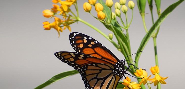 "Just when the caterpillar thought the world was ending, he turned into a butterfly." — Chinese philosopher Zhuang Zhou