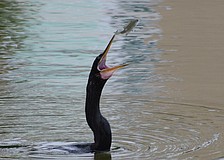 This fish at Lake Uihlein at Main Street at Lakewood Ranch is in big trouble. It becomes a cormorant snack.