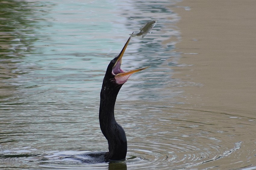 This fish at Lake Uihlein at Main Street at Lakewood Ranch is in big trouble. It becomes a cormorant snack.