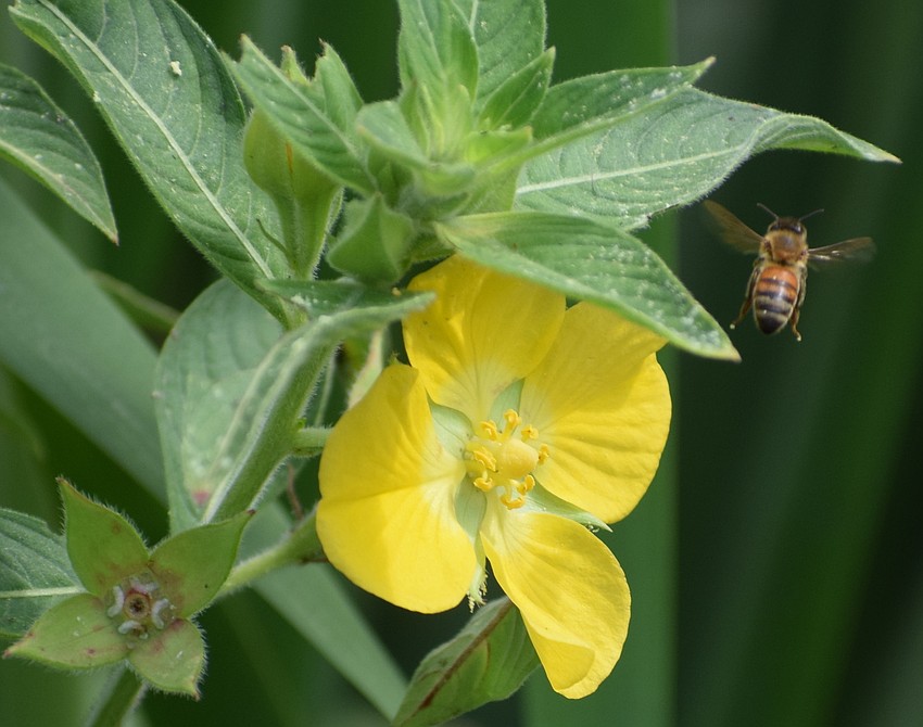 For some, the beauty is in the flower. For others, it's the bee.