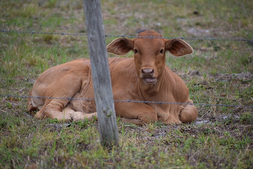 Living in Myakka City is hard to beat when it comes to the beauty of the ranching community.