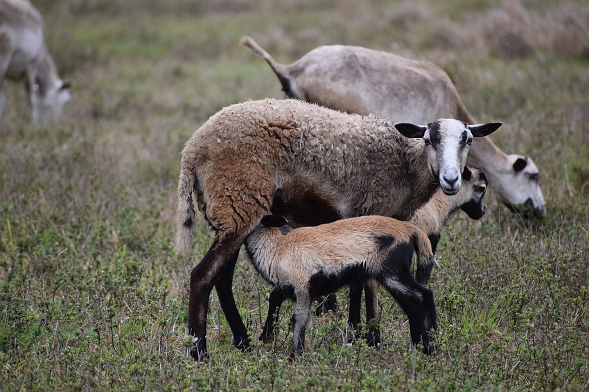 It's snack time in a field just off State Road 70.