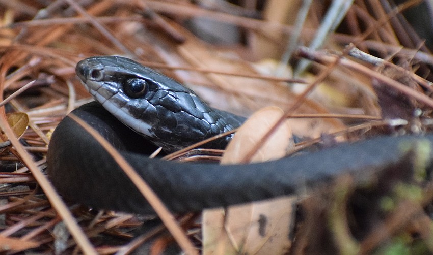 A black racer snake calls Gardner Park in Lakewood Ranch  home.