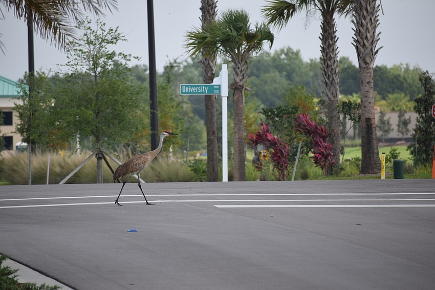 Those at Grand Living at Lakewood Ranch need only look at the window to see a Sandhill crane.