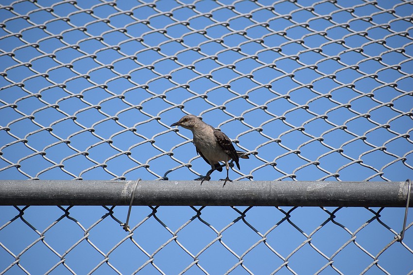 Can't fence the birds out of the park.