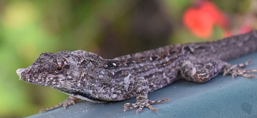 Perhaps you get joy with a closer look at Brown Anoles, often called geckos.