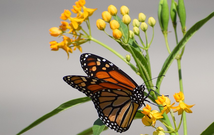 Everywhere you turn in Lakewood Ranch, you can see the beauty of butterflies.