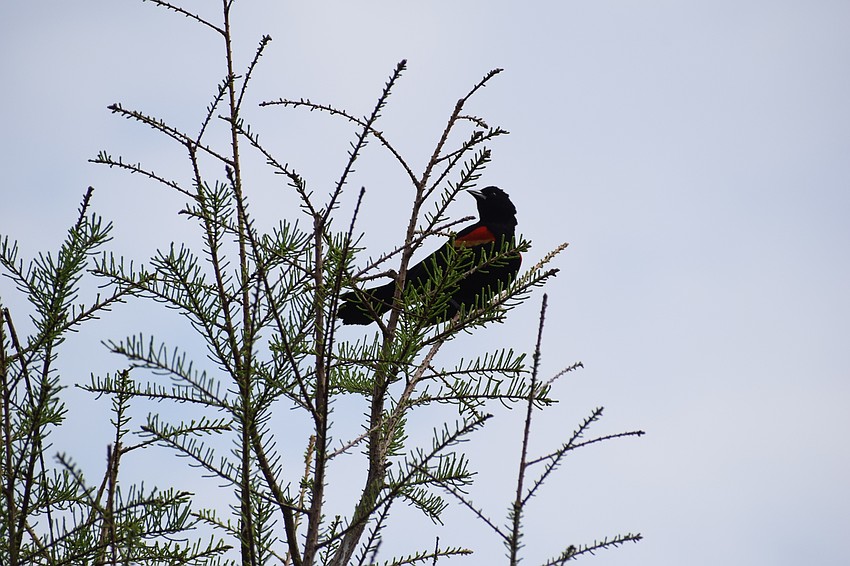 A red-winged blackbird surveys the beauty of Jiggs Landing.