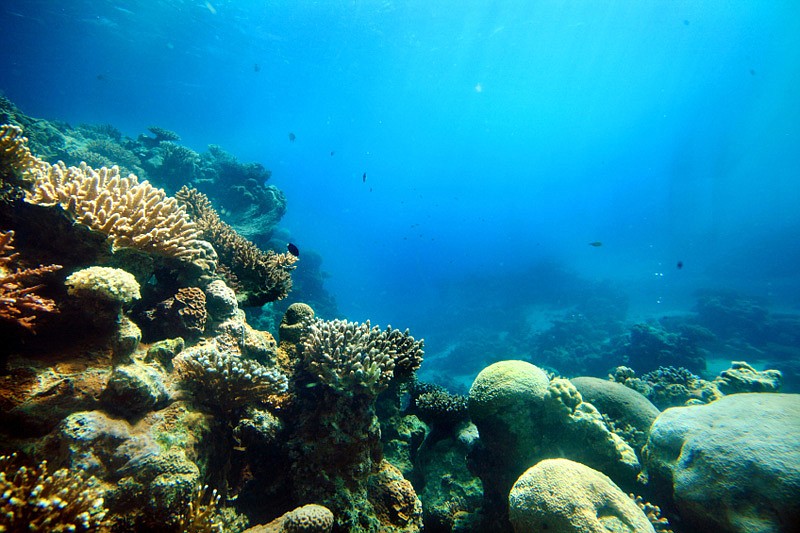 The students&#39; video focused on coral reef and how it is dying. File photo