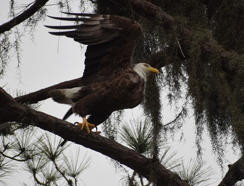 Our area is blessed with an abundance of bald eagles. This one works on its nest on White Eagle Boulevard.