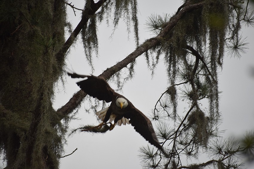 Our area is blessed with an abundance of bald eagles. This one works on its nest on White Eagle Boulevard.
