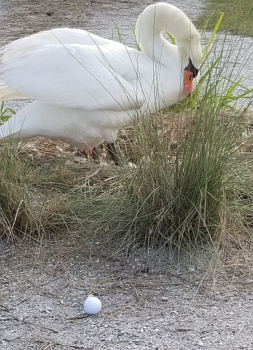 A golfer decided not to play this ball that crept close to the swans. Courtesy photo.