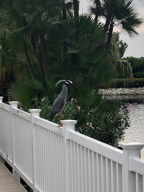 Clare Villari welcomed a visitor to Tangerine Bay. She identified it as a yellow crowned night heron.