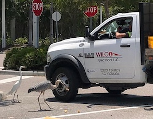 Shannon Gault caught this whimsical exchange between feathered island residents and an underground-utilities contractor.