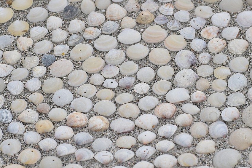 A tight spiral of shells.