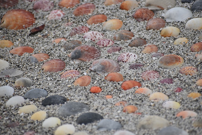 Neat lines of colorful shells.