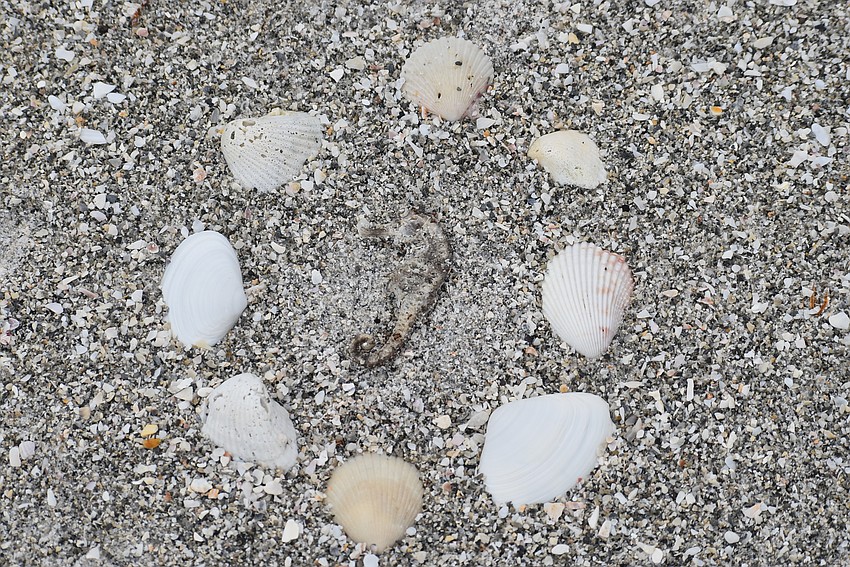 A desiccated seahorse in a circle of shells.