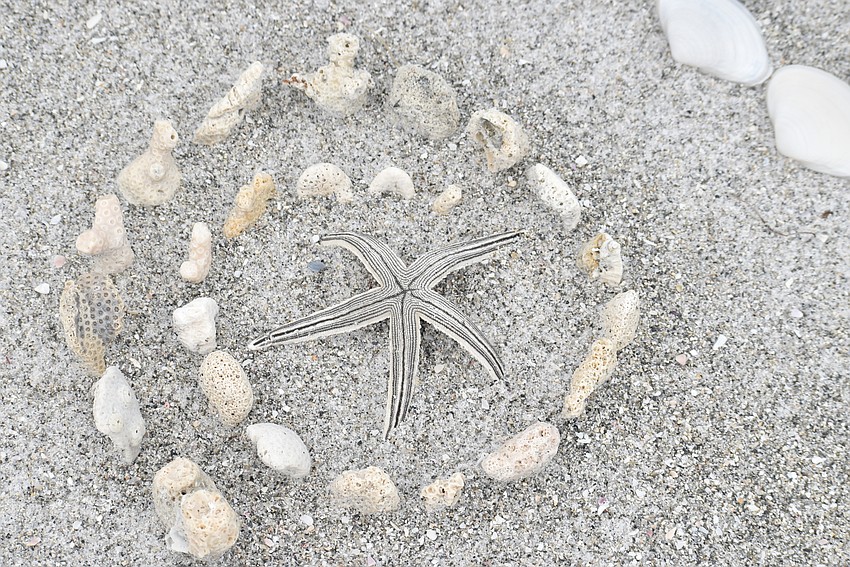 A starfish in the center of shells.