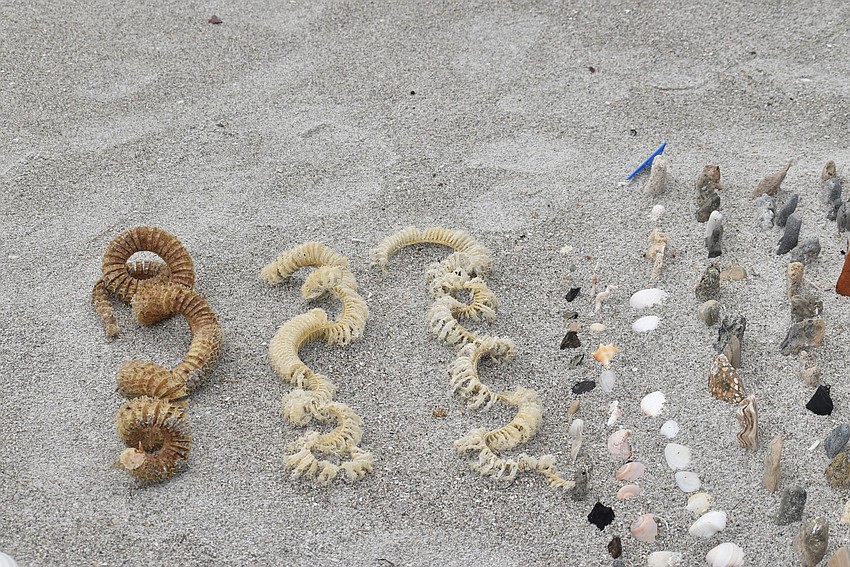 Shedded skin and shells.
