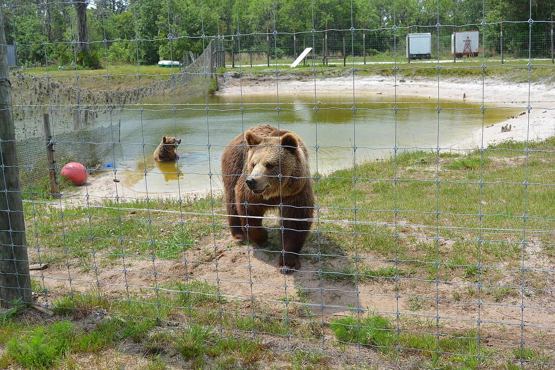 Monica Welde said she plans to give bears, like Bruno, full access to this lake and also to add more pools to their enclosures.