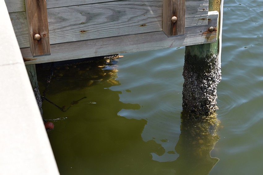 A Mini Reef that has already been installed at Longboat Harbor Condominium is pictured.