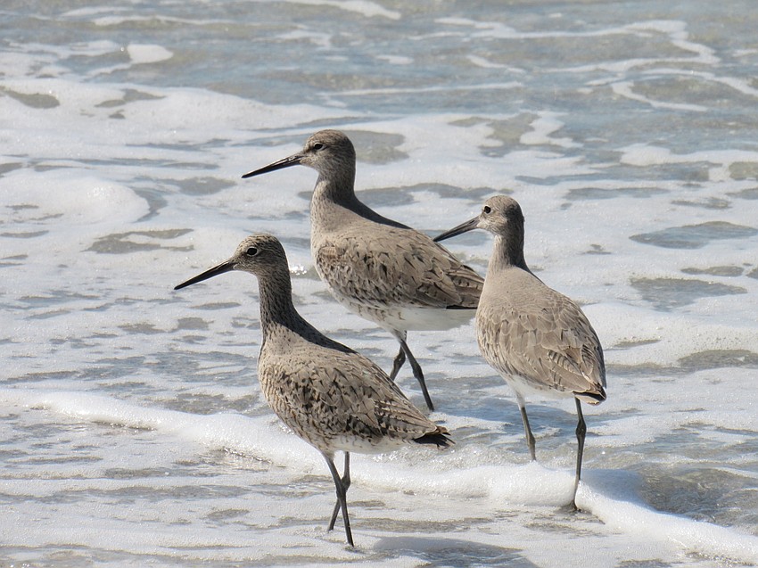 David Samson took this photo of three willets.