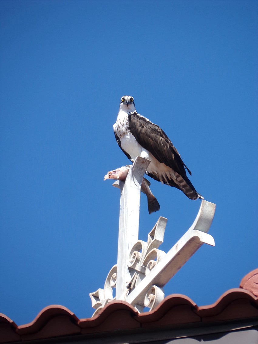 Jennifer Samson spotted this osprey atop St. Mary's Star of the Sea on Gulf of Mexico Drive.