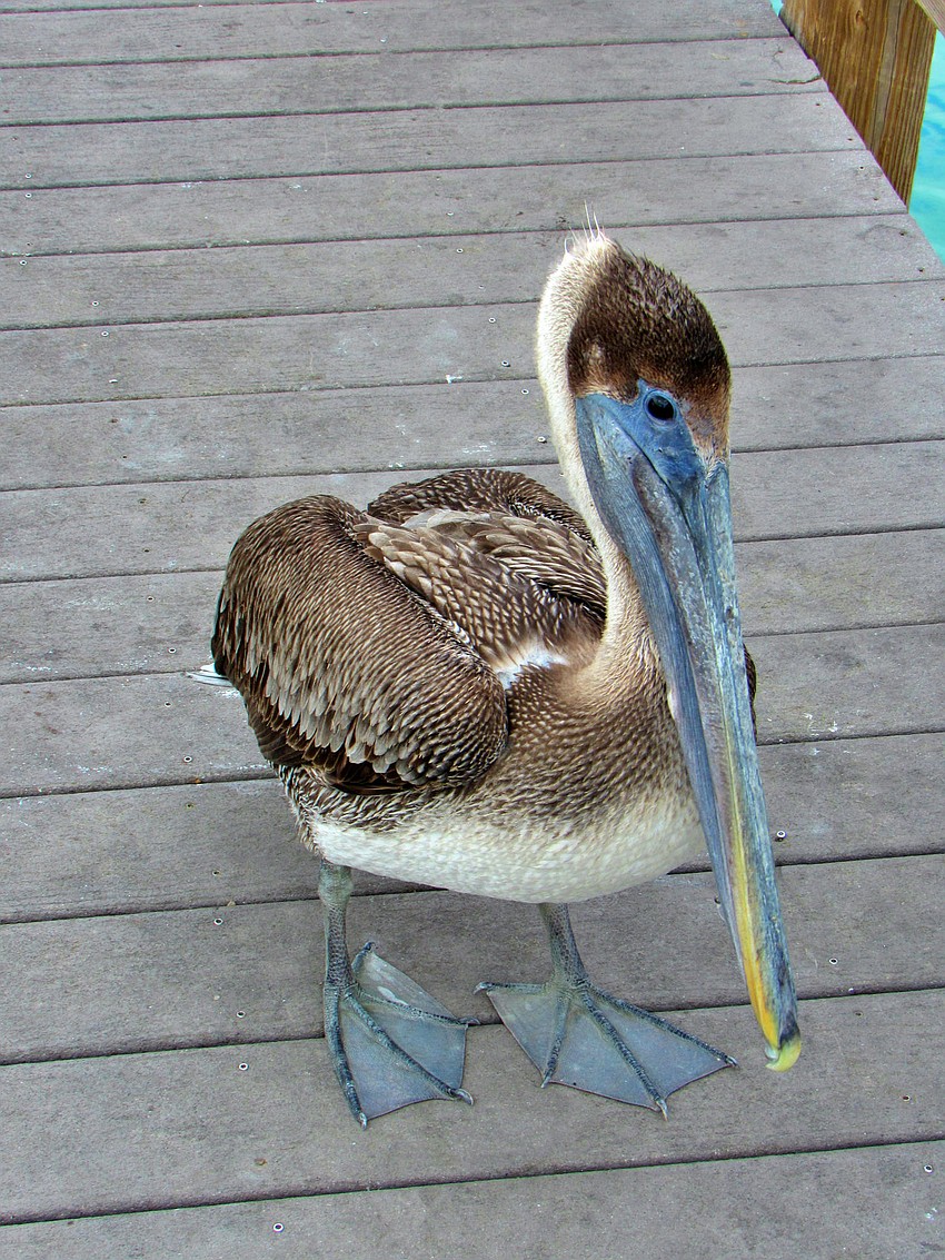 Jennifer Samson was visiting a fishing pier on City Island when she met this pelican with a fish hook in his chest. Save Our Seabirds helped him.