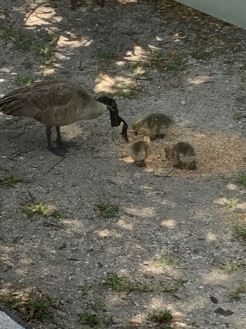 Fanny Younger shared a scene of a mama goose helping her children through a meal.