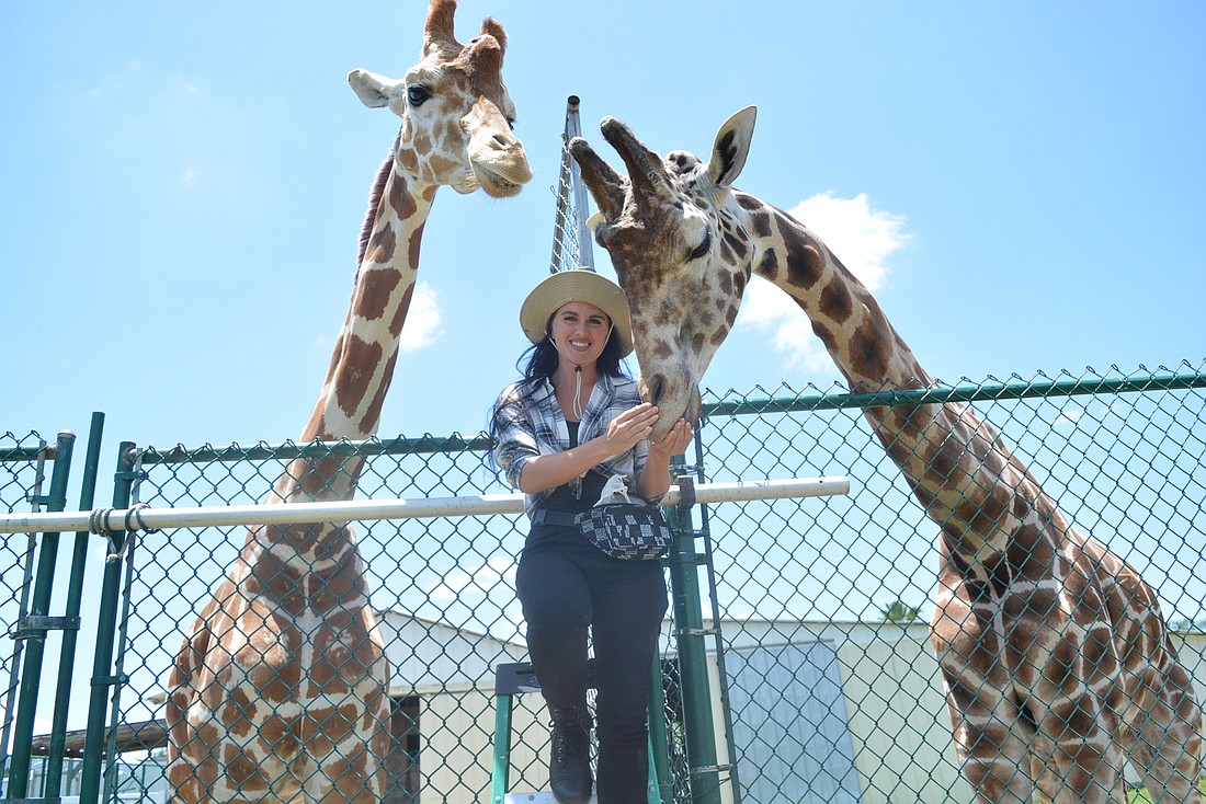 Crystal Landkas-Coronas feeds carrots to Melman and Twiggs. The giraffes love carrots and enjoy romaine lettuce, fresh branches from trees and other foods.