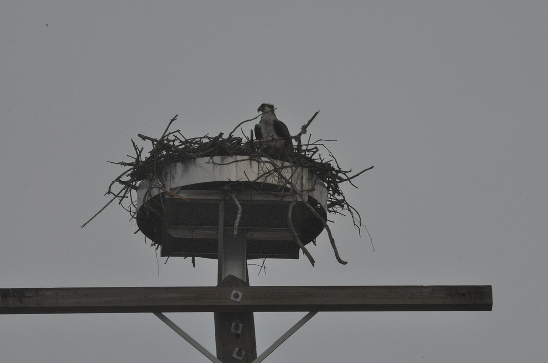 Osprey make their nests at the tops of dead trees, atop power poles and on manmade nesting platforms.