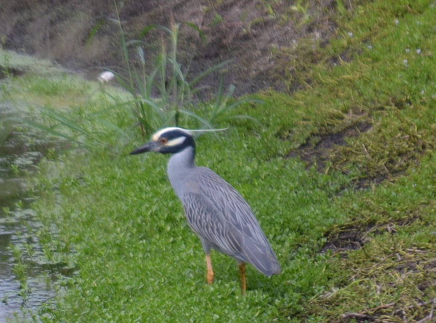 Wildlife viewing is a popular way to spend time along Bobby Jones Golf Club's closed-to-golf paths.
