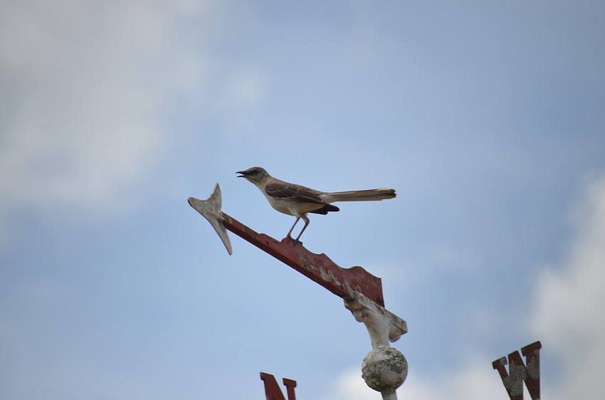 A songbird sits atop the starter's building alongside the clubhouse.