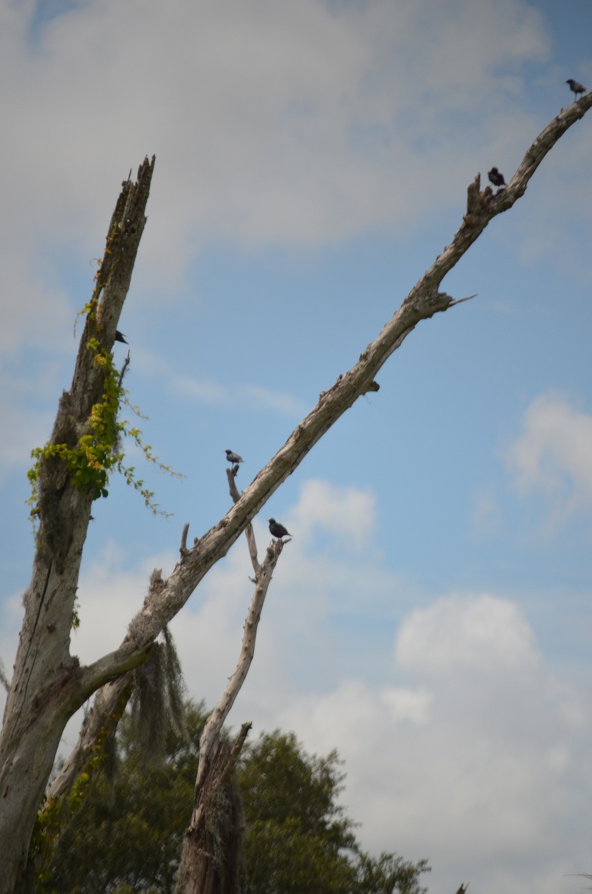 Birds congregate on a tree limb.